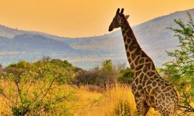 best outdoor adventures near Johannesburg, Pilanesberg National Park safari, Lion and Safari Park Johannesburg, Dinokeng Game Reserve, Acrobranch Melrose, Cradle of Humankind Maropeng, Walter Sisulu National Botanical Garden, Klipriviersberg Nature Reserve, Zoo Lake boating, Johannesburg day trips, Gauteng outdoor activities, family adventures Joburg, Big Five near Johannesburg, hiking in Johannesburg, Joburg ETC