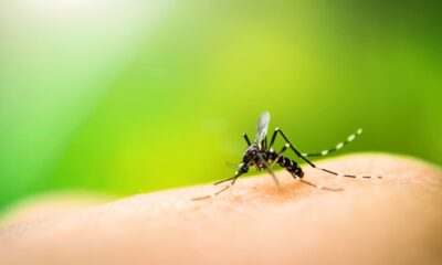 malaria cases climb sharply in Gauteng, Gauteng malaria cases 2026, malaria symptoms South Africa, Johannesburg health warning, Gauteng Department of Health malaria alert, travel health Gauteng, malaria prevention South Africa, fever chills headache fatigue malaria, World Malaria Day 2026, mosquito-borne disease Gauteng, Joburg health news, Joburg ETC