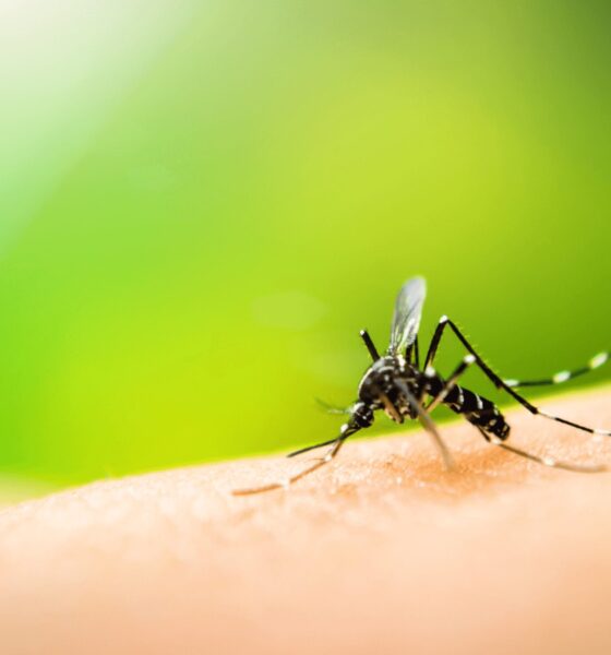 malaria cases climb sharply in Gauteng, Gauteng malaria cases 2026, malaria symptoms South Africa, Johannesburg health warning, Gauteng Department of Health malaria alert, travel health Gauteng, malaria prevention South Africa, fever chills headache fatigue malaria, World Malaria Day 2026, mosquito-borne disease Gauteng, Joburg health news, Joburg ETC