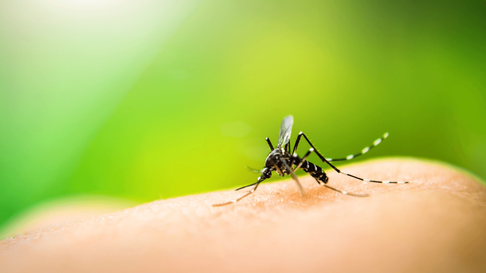 malaria cases climb sharply in Gauteng, Gauteng malaria cases 2026, malaria symptoms South Africa, Johannesburg health warning, Gauteng Department of Health malaria alert, travel health Gauteng, malaria prevention South Africa, fever chills headache fatigue malaria, World Malaria Day 2026, mosquito-borne disease Gauteng, Joburg health news, Joburg ETC