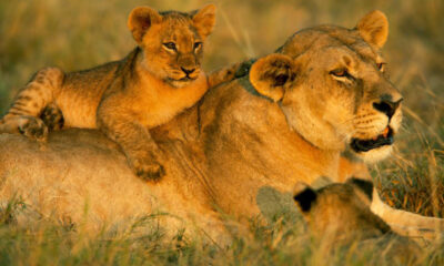 Johannesburg outdoor adventure weekend, Soweto bicycle tour streets, Acrobranch Melrose zipline trees, Lion and Safari Park game drive lions, Bothongo Rhino and Lion Reserve wildlife, Pilanesberg National Park safari Big Five, Magaliesberg hot air balloon sunrise, Melville Koppies hiking trails, The Wilds Nature Reserve Johannesburg views, Klipriviersberg nature reserve hiking, Joburg ETC