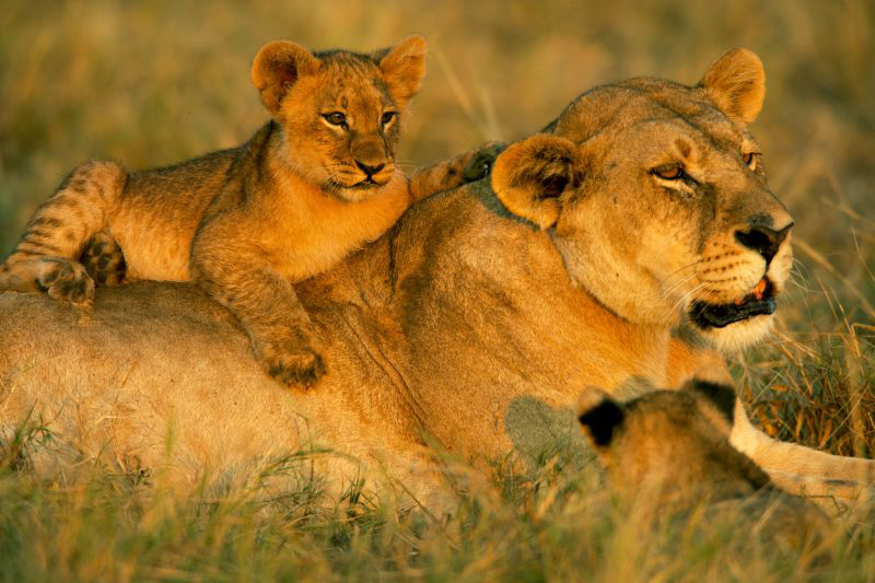 Johannesburg outdoor adventure weekend, Soweto bicycle tour streets, Acrobranch Melrose zipline trees, Lion and Safari Park game drive lions, Bothongo Rhino and Lion Reserve wildlife, Pilanesberg National Park safari Big Five, Magaliesberg hot air balloon sunrise, Melville Koppies hiking trails, The Wilds Nature Reserve Johannesburg views, Klipriviersberg nature reserve hiking, Joburg ETC