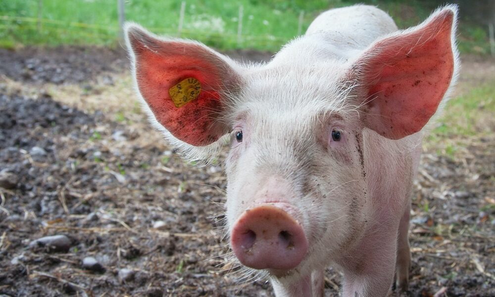 Randwest SPCA pig cruelty case, pig rescue Randfontein, René van Straten Randwest SPCA, Stephen Maila Randwest SPCA, SAPS Special Operations animal rescue, animal cruelty charges Gauteng, Randwest SPCA warrant case, pigs living in horrific conditions, Randfontein animal welfare case, SPCA inspector South Africa, Joburg ETC