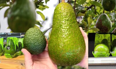 avozilla