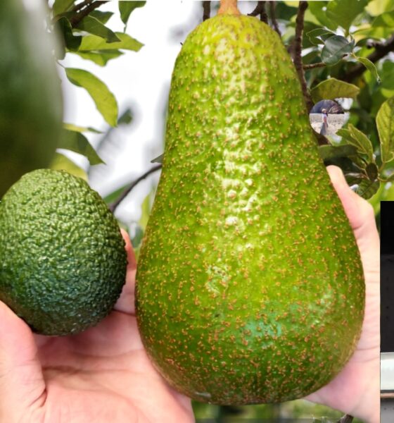 avozilla