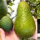 avozilla