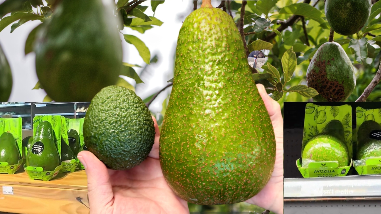 avozilla