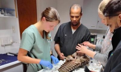 rare pangolin