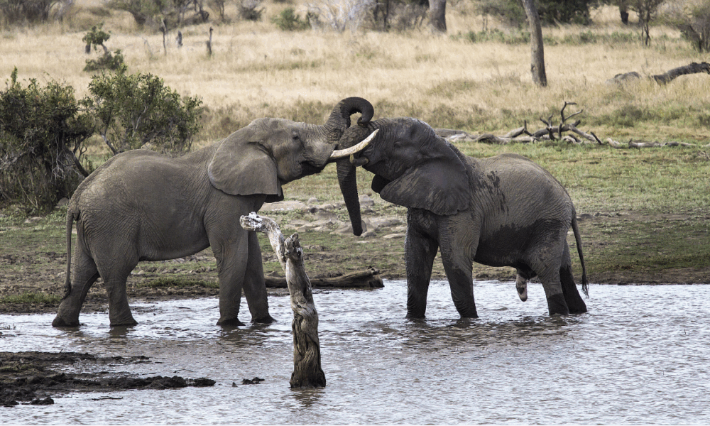 Kruger National Park