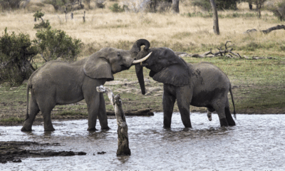 Kruger National Park