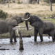 Kruger National Park