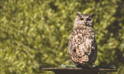 owl rescued