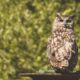owl rescued