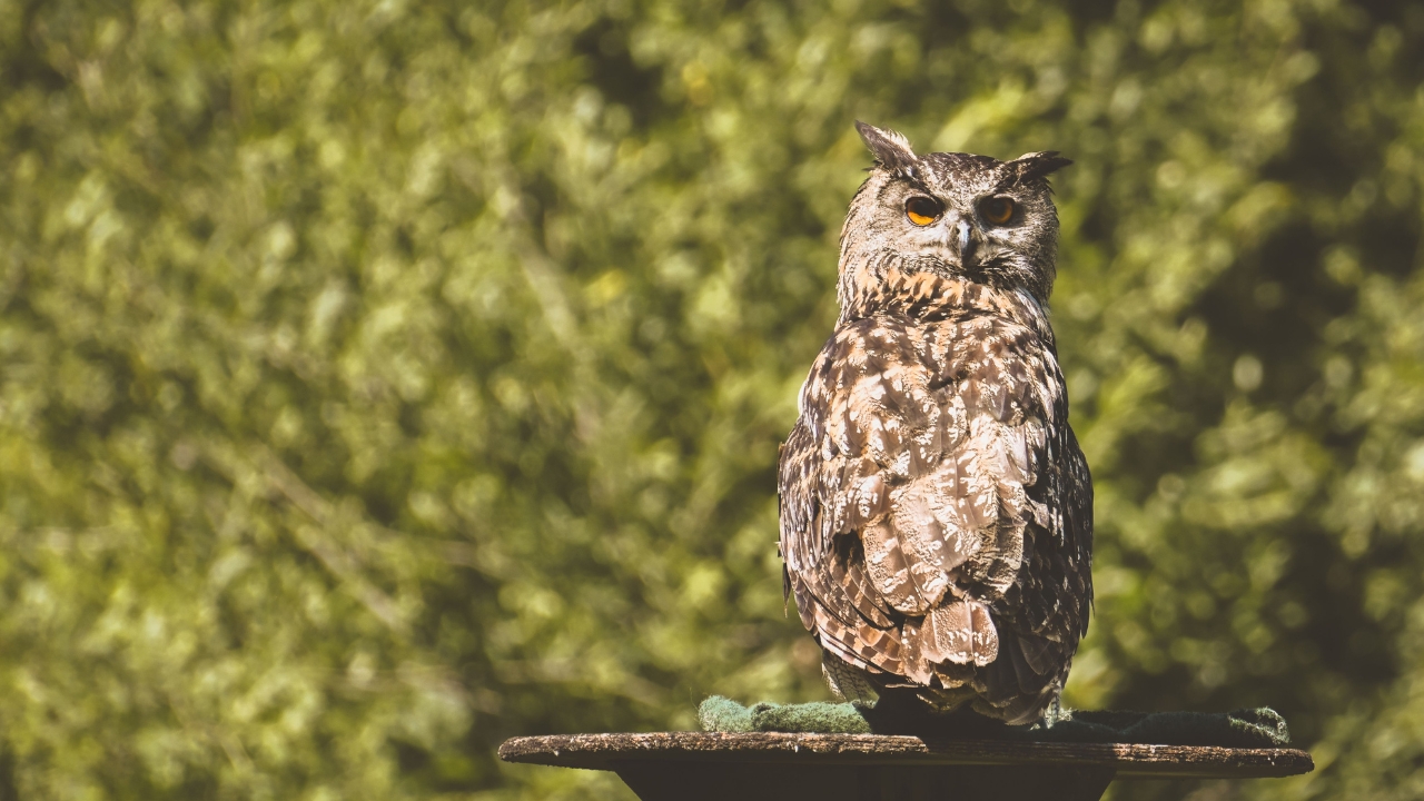 owl rescued