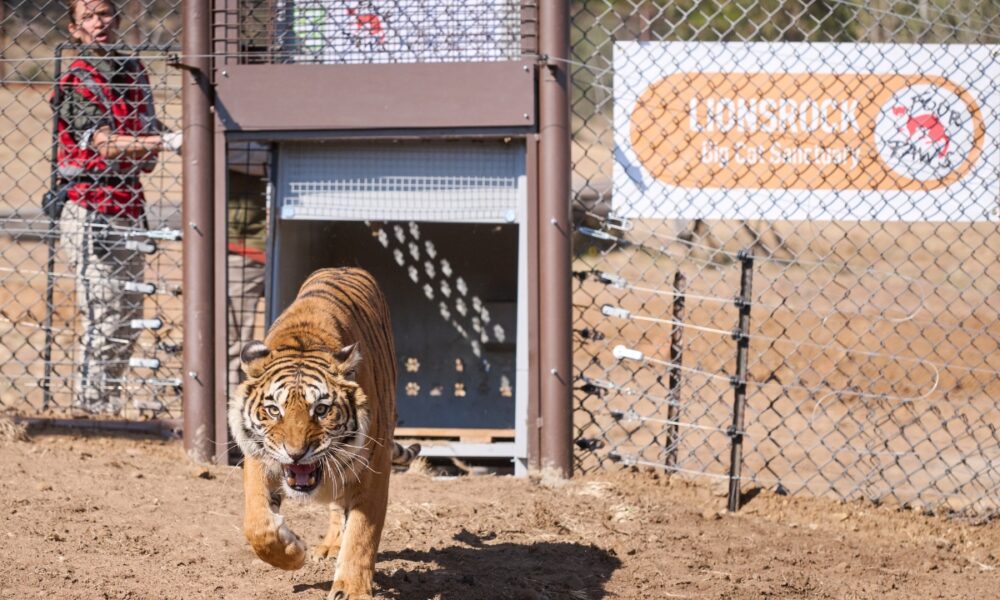 LIONSROCK