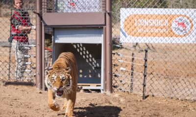LIONSROCK