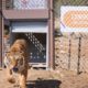 LIONSROCK