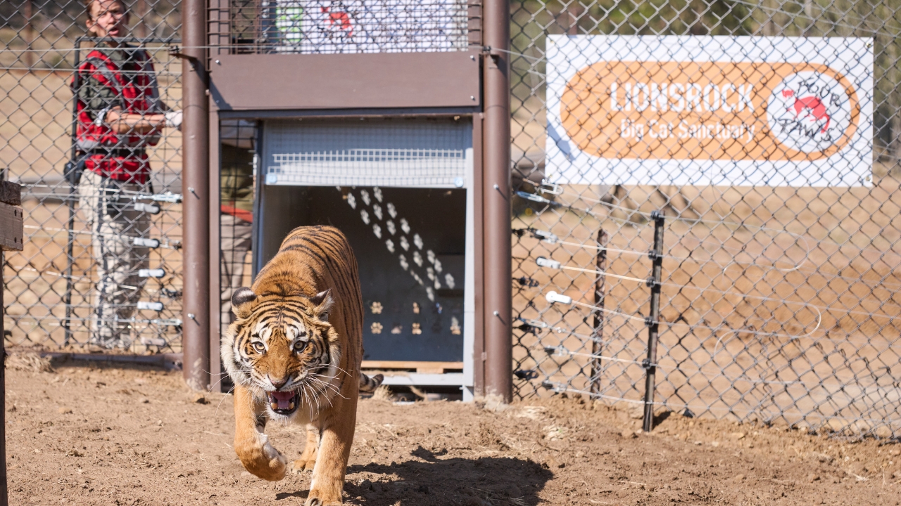 LIONSROCK