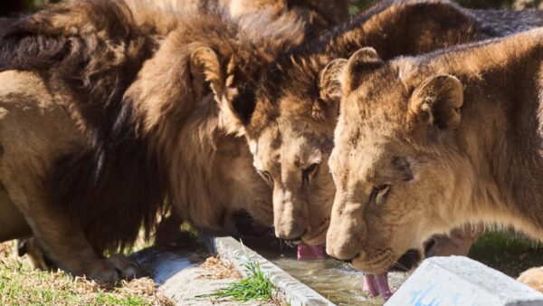 LIONSROCK 
