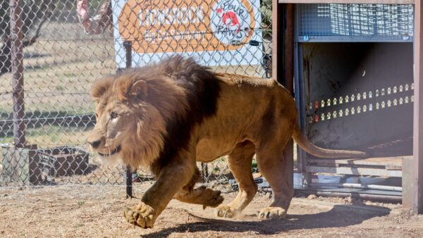 LIONSROCK