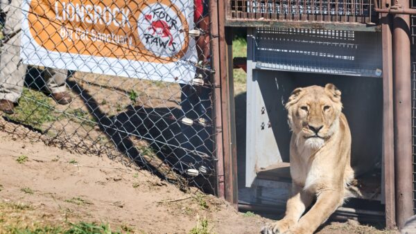 LIONSROCK