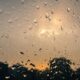 scattered showers