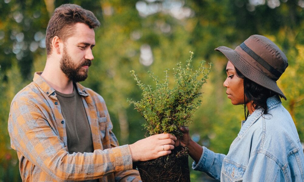 trees planted