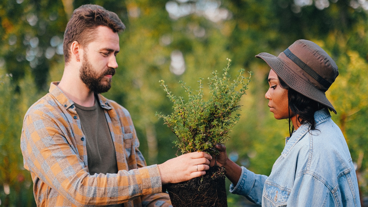 trees planted