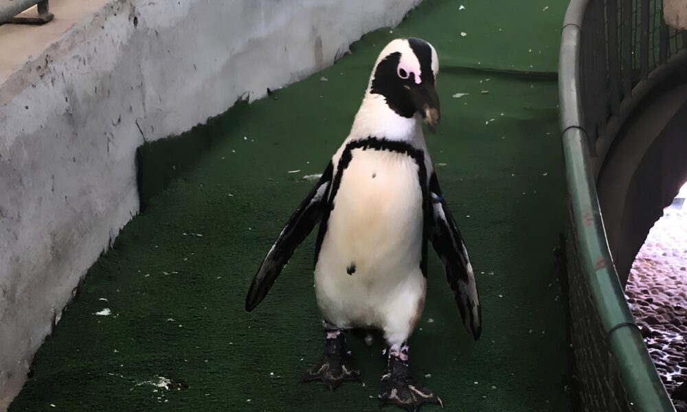 african penguin awareness day