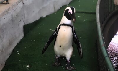african penguin awareness day