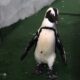 african penguin awareness day
