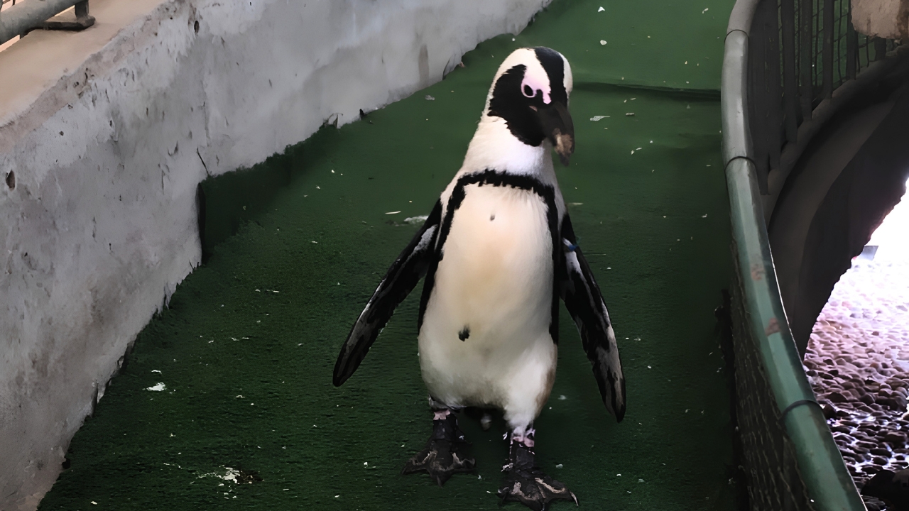 african penguin awareness day