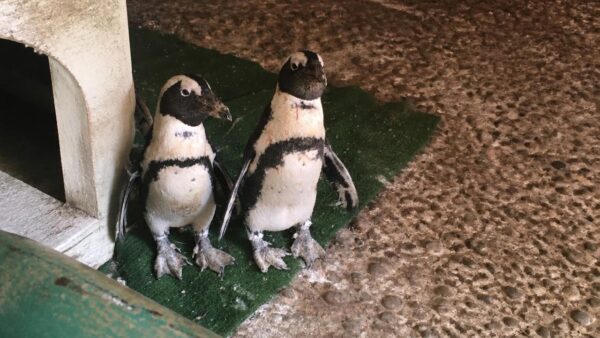 african penguin awareness day