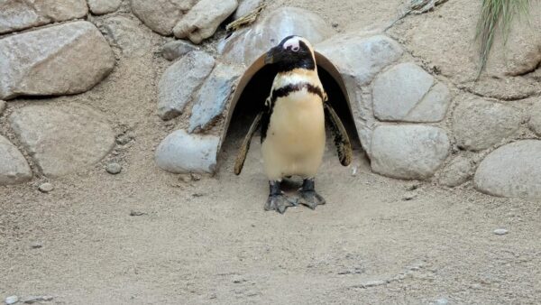 african penguin awareness day
