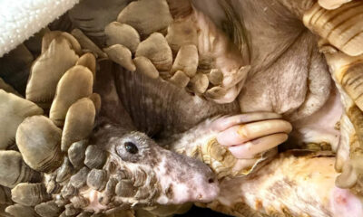 rocky pangolin