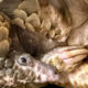 rocky pangolin