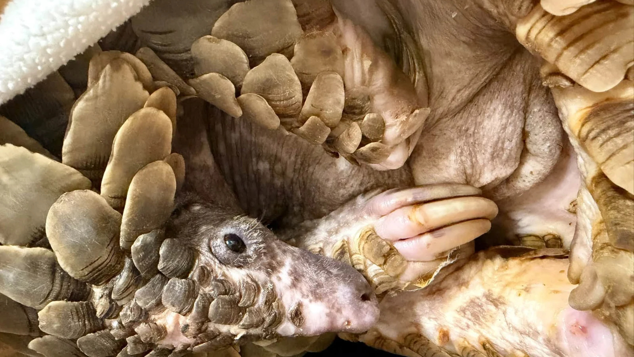 rocky pangolin
