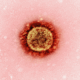 Picture: National Institute of Allergy and Infectious Diseases / Unsplash