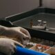 South Africa confirms four new mpox cases as Western Cape remains hardest hit